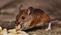 24 Hour & Emergency Exterminators in Belmont, WI